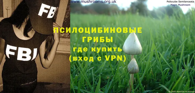 Псилоцибиновые грибы Psilocybe  Онега 